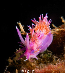 Flabellina affinis (pink flabellina) keeping an eye on me... by E&e Lp 